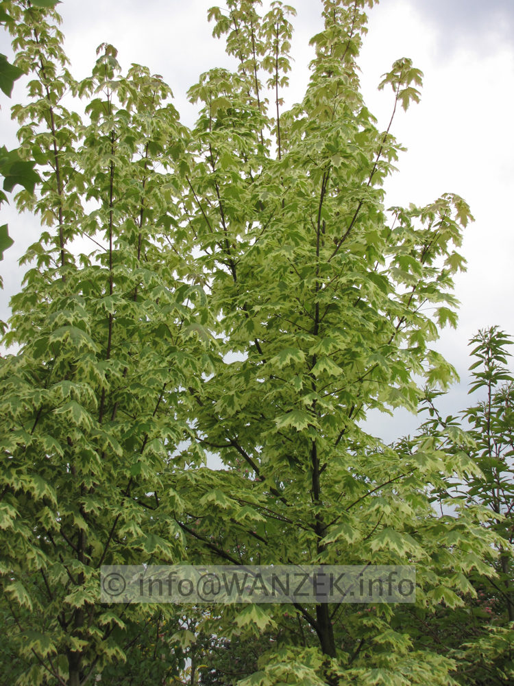 Acer platanoides Drummondii - junge Kronen2.JPG